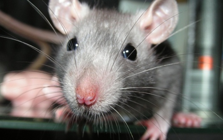 Czy szczur może być zwierzęciem domowym