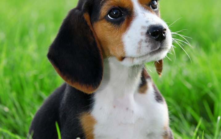 Czy beagle to dobry wybór dla rodziny z dziećmi