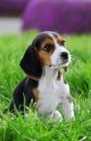 Czy beagle to dobry wybór dla rodziny z dziećmi