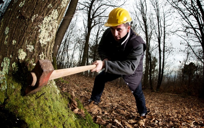 Nowe zasady wydawania zezwoleń usuwanie drzew i krzewów