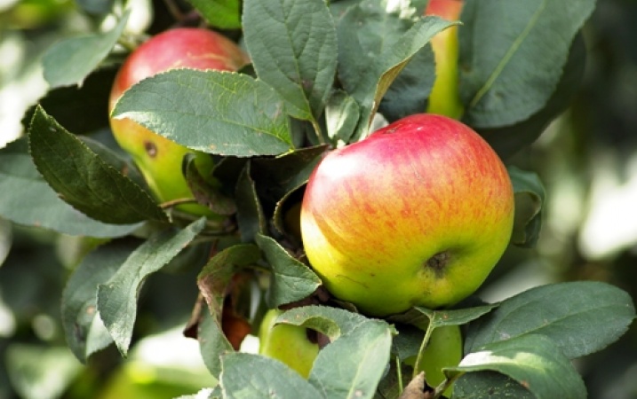 Polskie jabłka znów pojadą do Białorusi