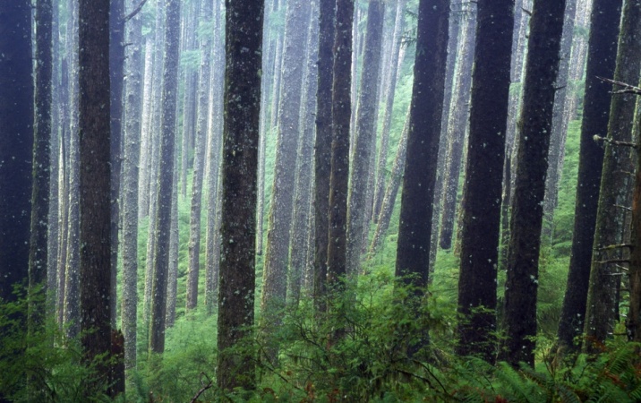 Ekologiczny las: powrót do natury wspiera turystykę leśną