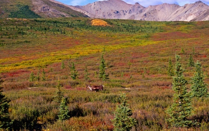 Tundra arktyczna     