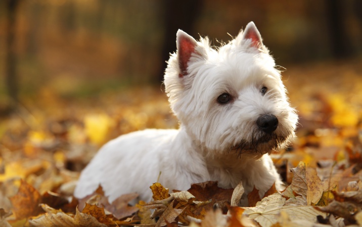 Jakim psem jest West Highland White Terrier