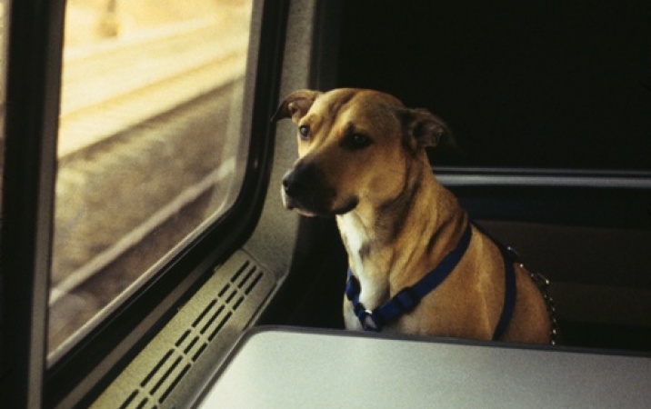 Jak przewozić zwierzę w pociągu