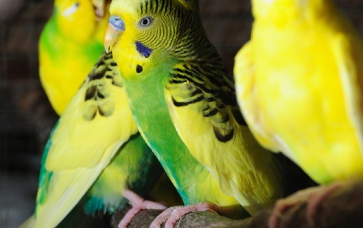 Co powinniśmy wiedzieć przed zakupem papugi
