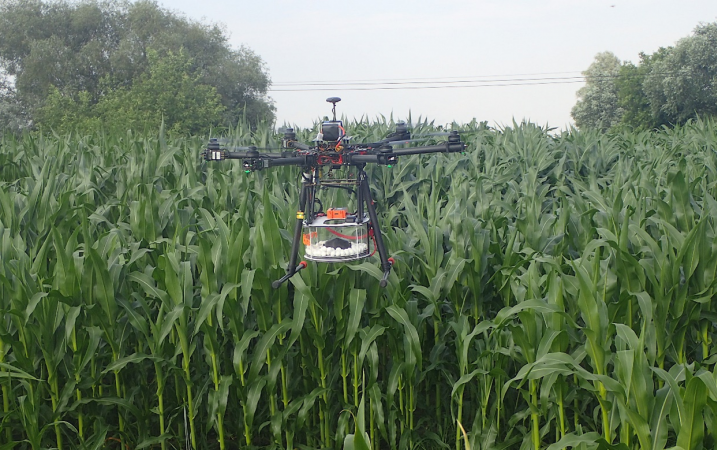 Wykorzystanie dronów w rolnictwie - uprawa kukurydzy