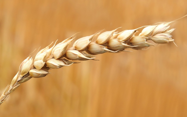 Jak ma wyglądać transport zbóż z Ukrainy? 