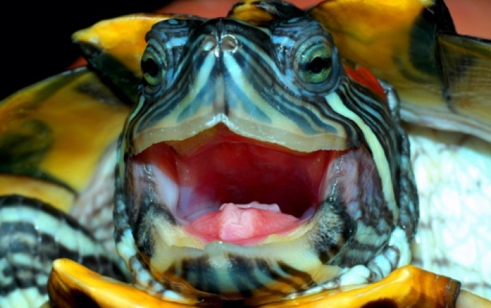 O powinniśmy wiedzieć przed zakupem żółwia