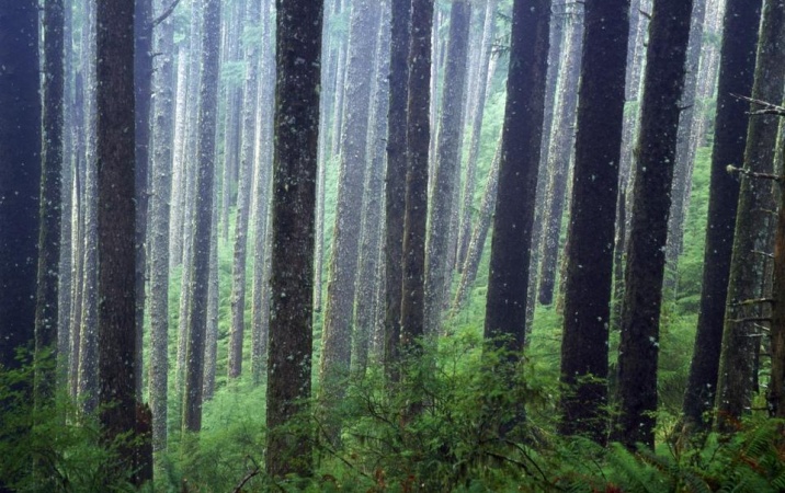Wypaczony obraz lasu w szkoleniach z ekologii