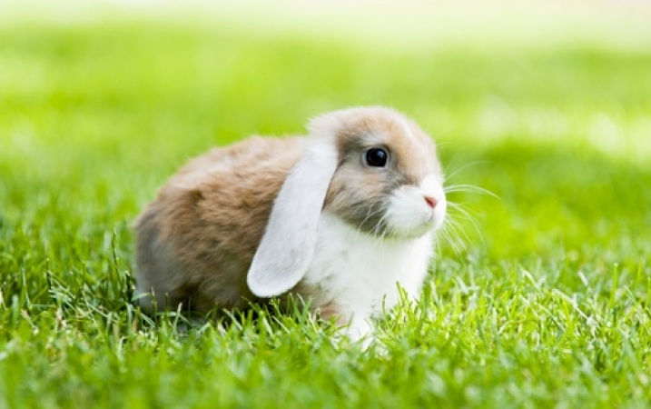 Co warto wiedzieć zanim kupimy królika