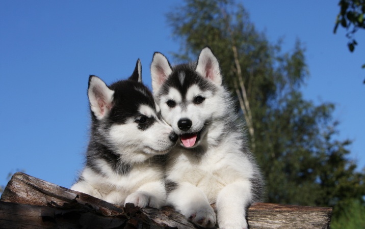 Husky - pies dla amatorów sportu