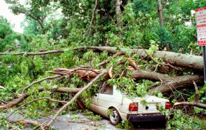 Co zrobić, jeśli spadająca gałąź z drzewa uszkodzi auto 
