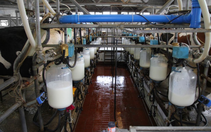 Pomoc za ograniczenie produkcji mleka – sprawdź, jakie są zasady