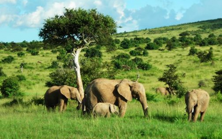 Opowieści z Masai Mara