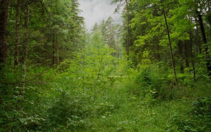 Podatek leśny