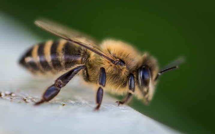Interwencje pszczelarskie - ruszają nabory