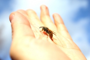 Pierwsza pomoc przy ukąszeniu przez owady