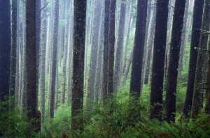 Ekologiczny las: powrót do natury wspiera turystykę leśną