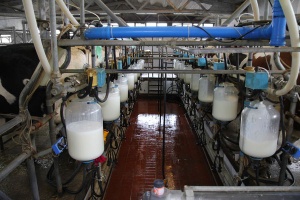Pomoc za ograniczenie produkcji mleka – sprawdź, jakie są zasady