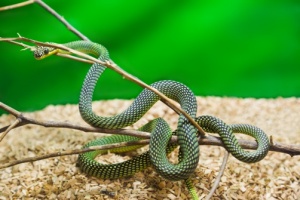 Co należy wiedzieć zanim kupimy węża