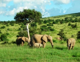 Opowieści z Masai Mara