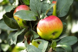 Jakie korzyści ma dieta jabłkowa