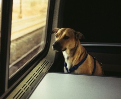 Jak przewozić zwierzę w pociągu