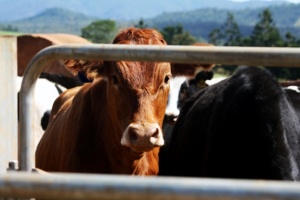 Warunki transportu bydła w celach zarobkowych