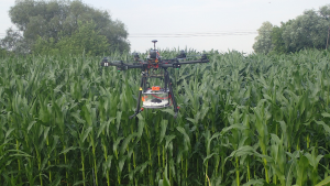 Wykorzystanie dronów w rolnictwie - uprawa kukurydzy