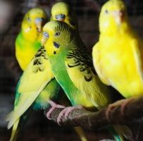 Co powinniśmy wiedzieć przed zakupem papugi