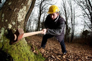 Nowe zasady wydawania zezwoleń usuwanie drzew i krzewów