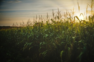 Wsparcie dla producentów pszenicy i kukurydzy - zmiany w naborze