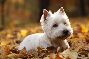 Jakim psem jest West Highland White Terrier