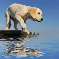 Co warto wiedzieć decydując się na zakup Golden retrievera