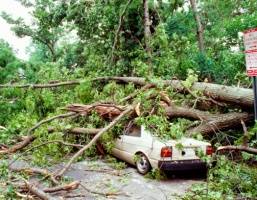 Co zrobić, jeśli spadająca gałąź z drzewa uszkodzi auto 