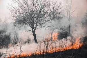 Wpływ wojny na środowisko