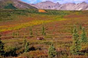 Tundra arktyczna     